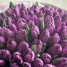 Букет из 101 фиолетового тюльпана