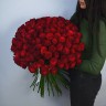 Букет из 101 бордовой розы 60см (Иран Премиум)