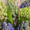 Букет из 9 гиацинтов (микс)