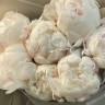 Букет из 5 белых пионов