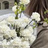 БУКЕТ НЕДЕЛИ M: 25 белых гвоздик