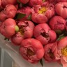 Букет из 25 пионов Coral Sunset