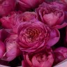 Букет из 7 кустовых пионовидных роз Juliet Cerise