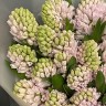 Букет из 25 розовых гиацинтов