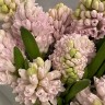Букет из 7 розовых гиацинтов