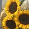 Солнечный букет из 3 подсолнухов