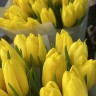 Букет из 25 желтых тюльпанов