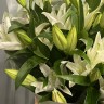 Букет из 9 белых лилий
