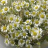 Букет ромашек XS