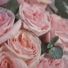 Букет пионовидных роз Pink O'Hara премиум