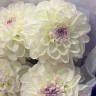Букет из 5 белых георгинов